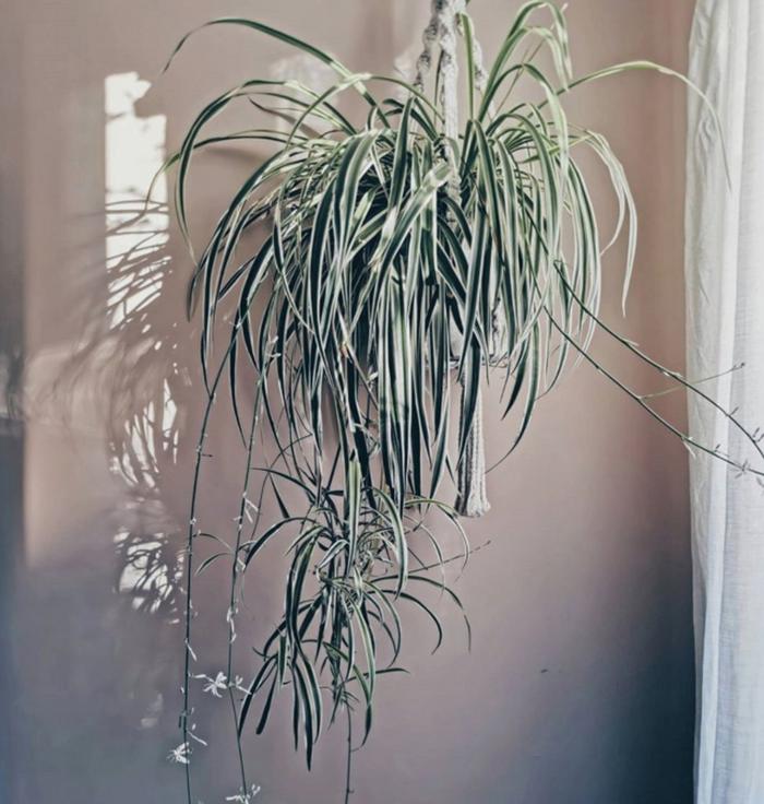  A large spider plant in a hanging macramé basket.